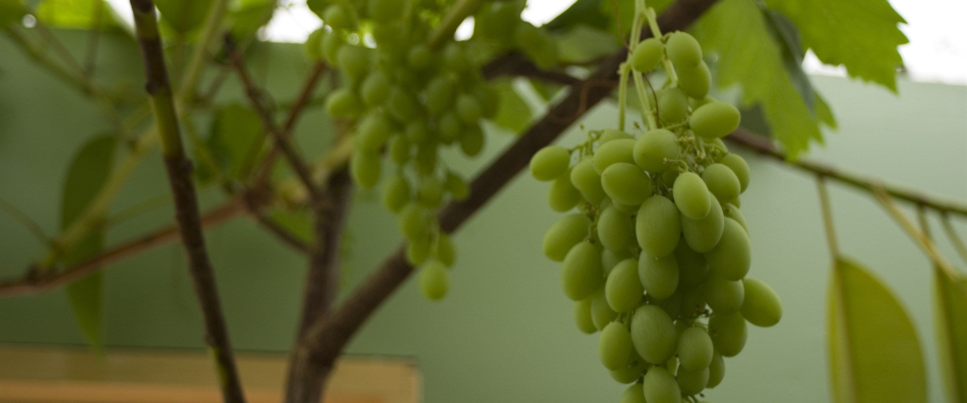 Grapes ripening naturally on healthy outdoor vines