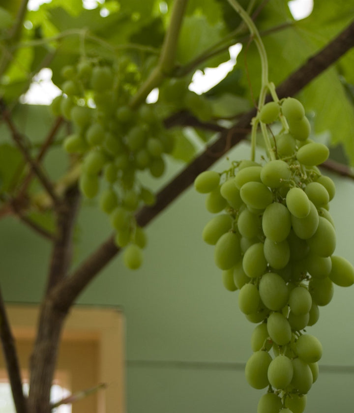 Grapes ripening naturally on healthy outdoor vines