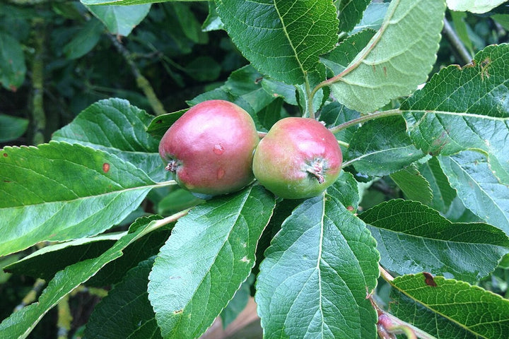 Young fruit growing naturally on an outdoor tree