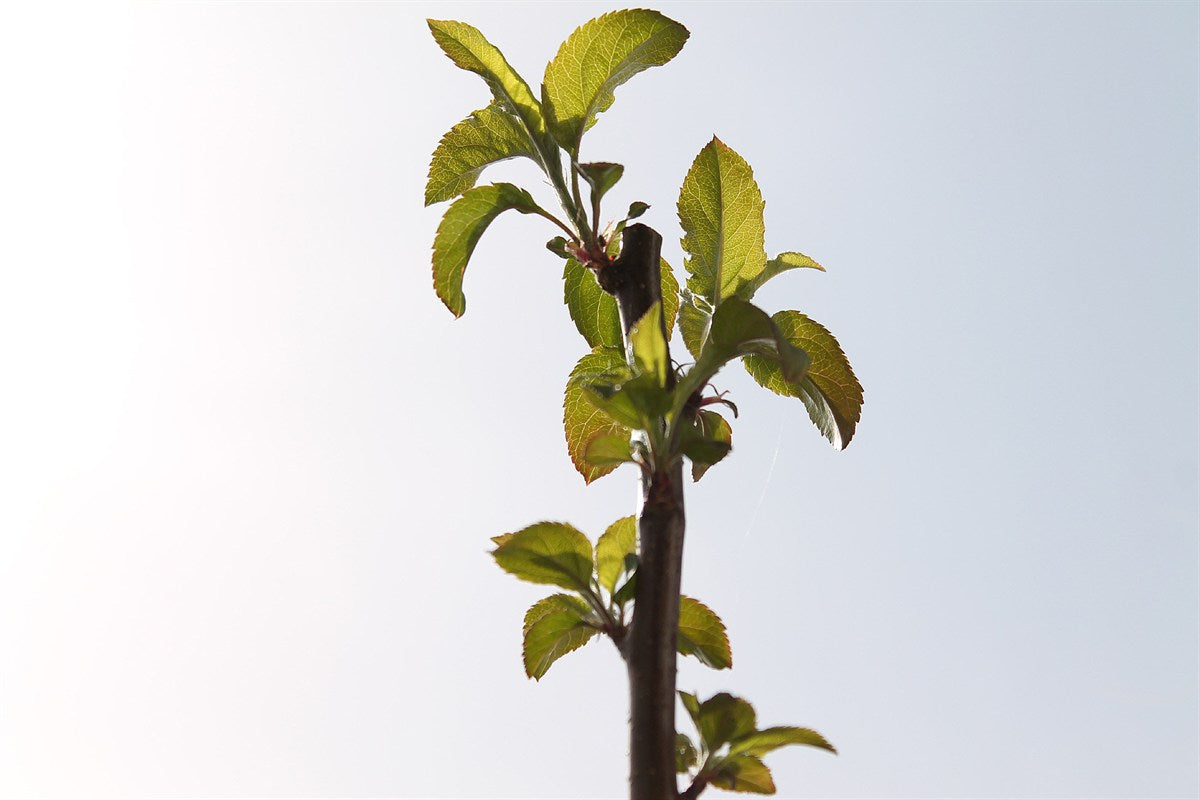 A young fruit tree growing in an outdoor garden space