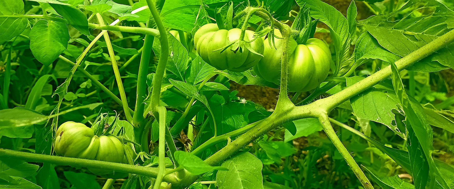Tomatoes growing in a productive home vegetable garden