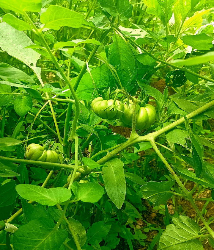 Fruit Vegetables