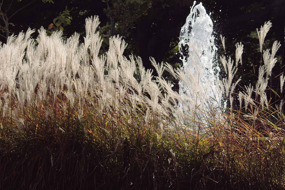 Ornamental grasses and ground-cover plants in a landscaped outdoor garden
