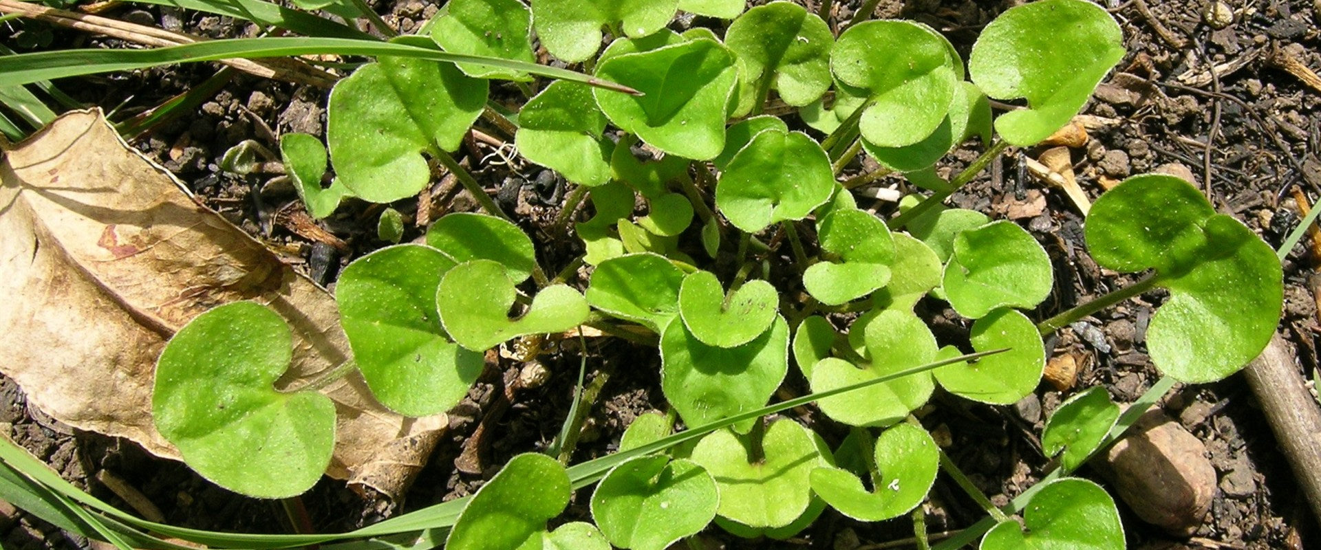 Low-growing Dichondra plants spreading naturally across garden soil