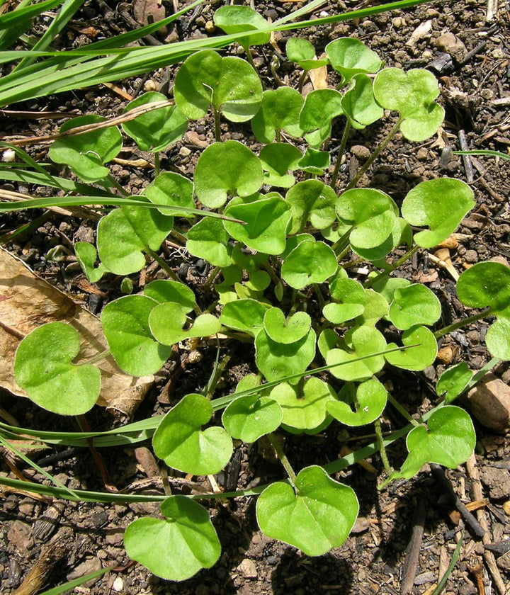 Low-growing Dichondra plants spreading naturally across garden soil