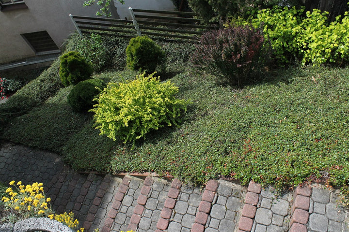 Low-growing ground-cover plants spreading across garden soil