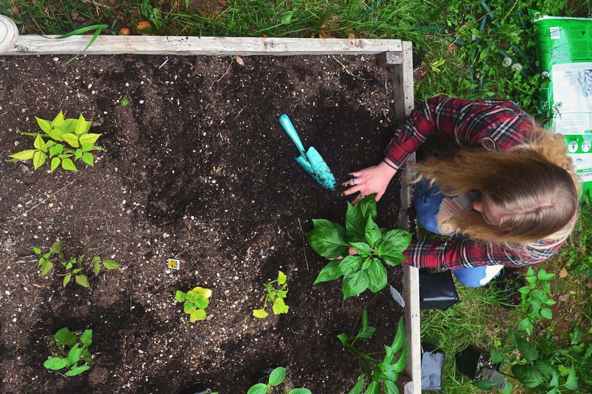 A gardener checking plants and spacing in a raised garden bed