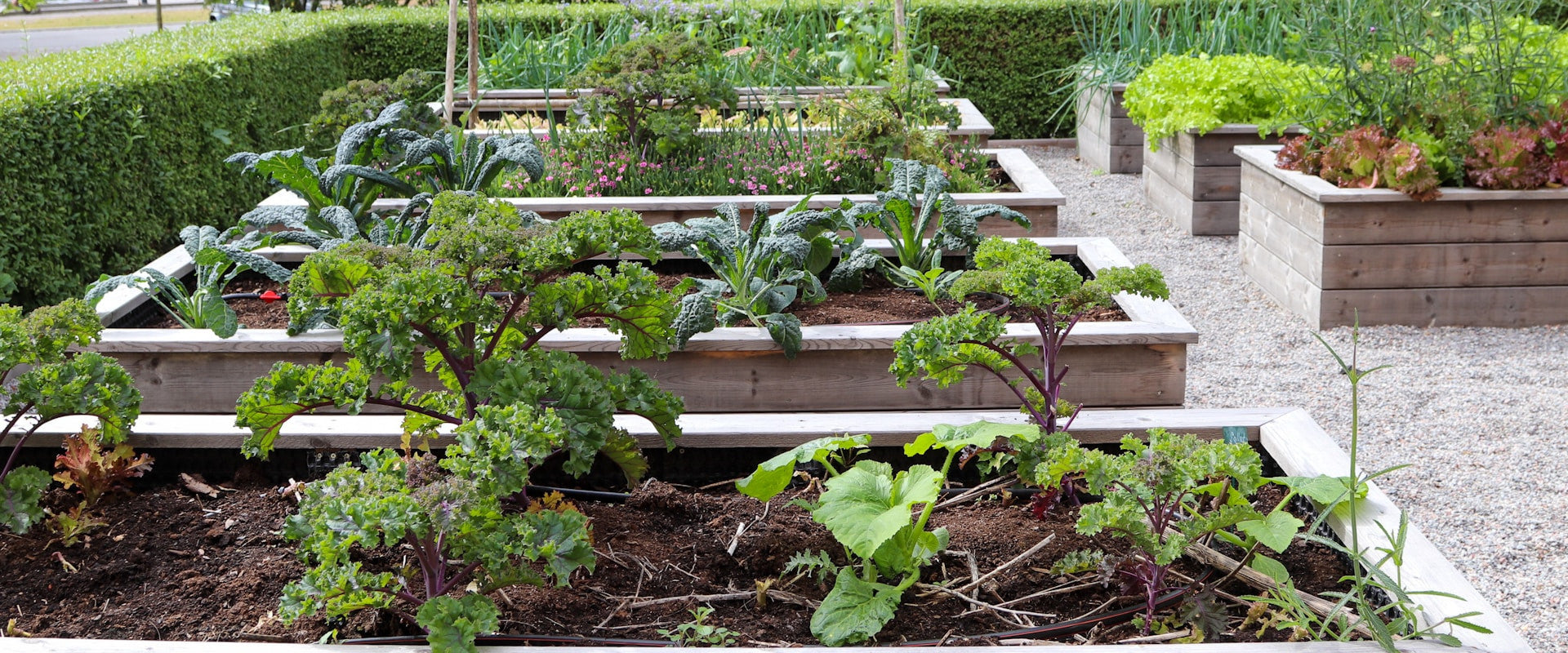 A productive home garden with raised beds and herbs growing in natural daylight
