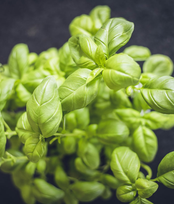 Herb & Grass Seeds