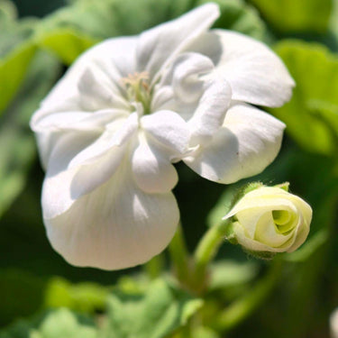 Geranium Seeds-Pearl White