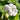 Geranium Seeds – Creamy White
