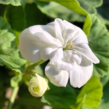 Geranium Seeds – Creamy White