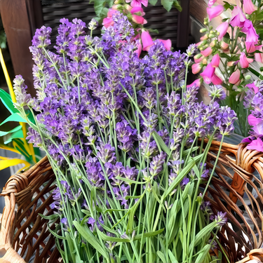 English Lavender