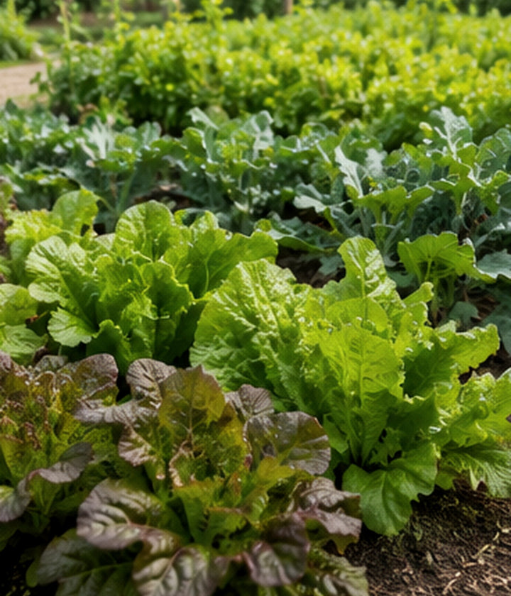 Lettuce, kale, and other leafy greens growing naturally in a garden bed