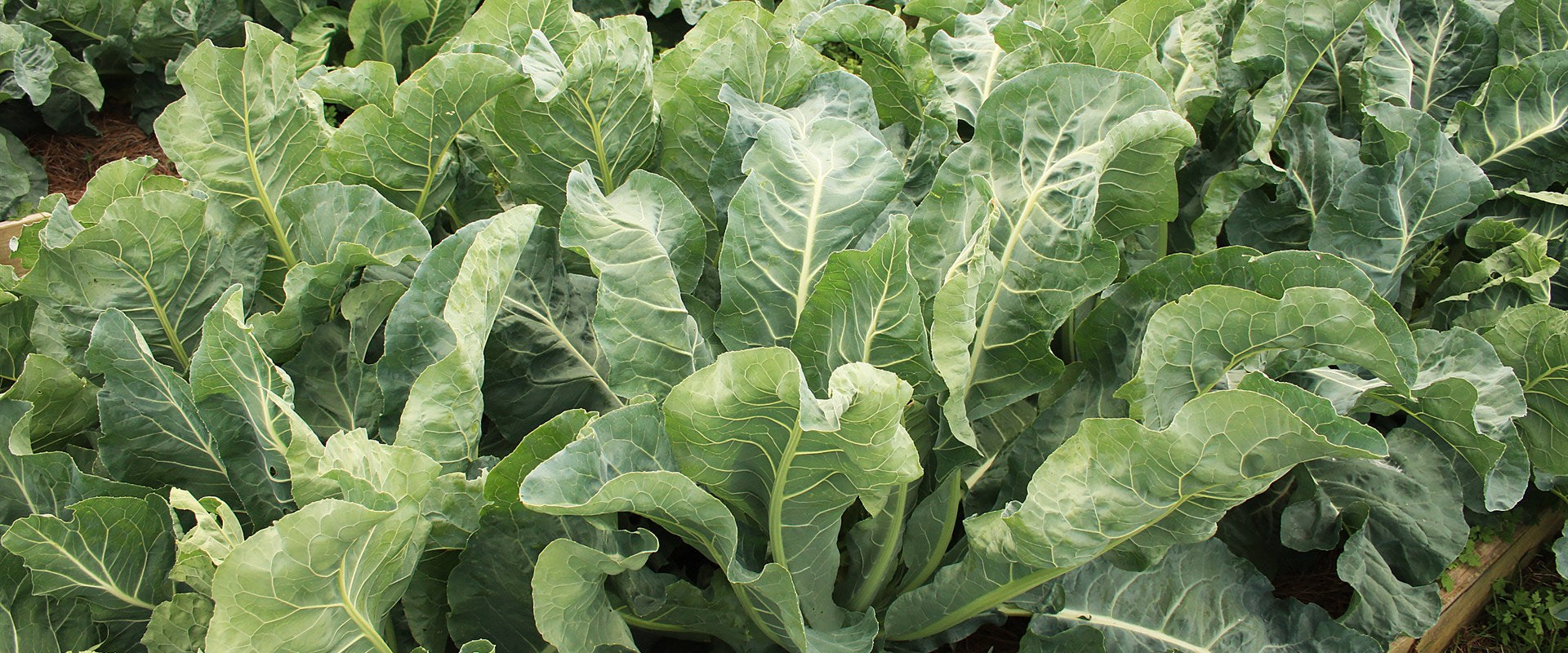 Leafy greens growing in raised garden beds in natural daylight