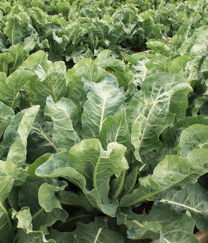 Leafy Greens