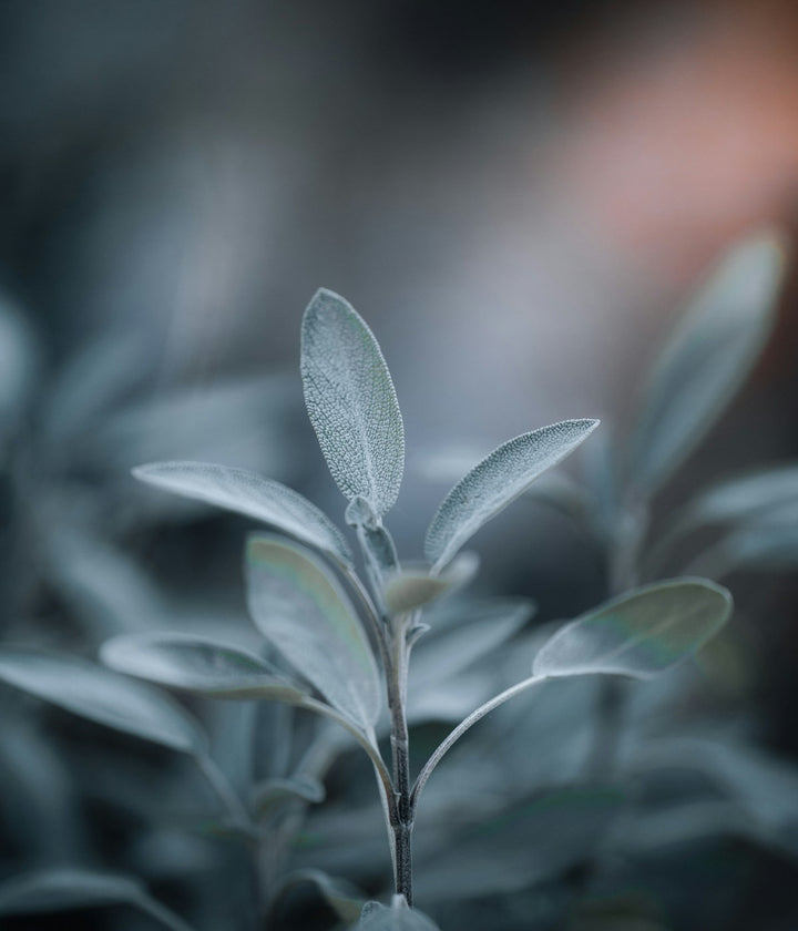 A garden herb growing naturally in soft outdoor light
