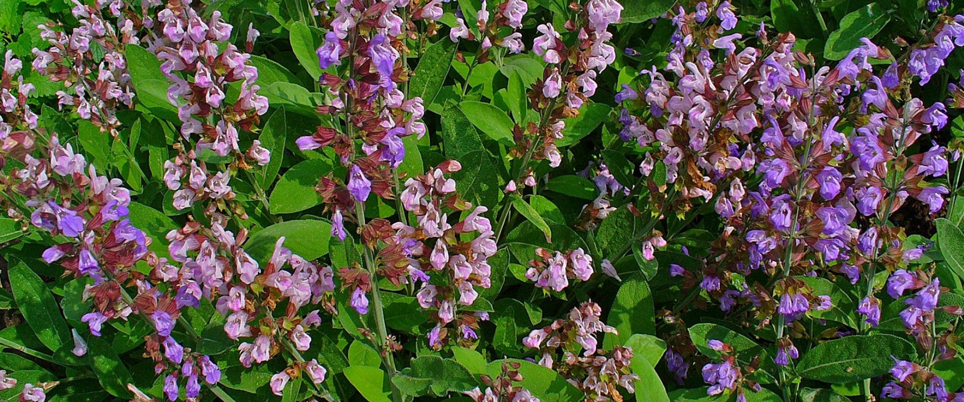 A mature sage plant growing naturally in an outdoor garden