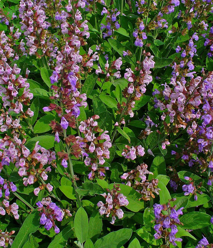 A mature sage plant growing naturally in an outdoor garden