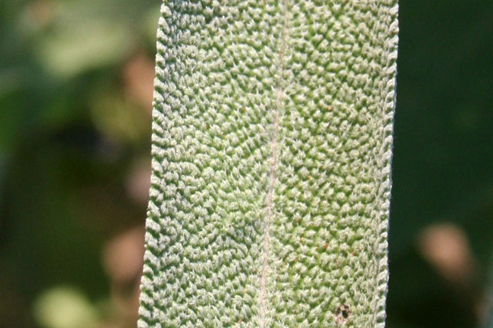 A sage plant growing naturally in outdoor light