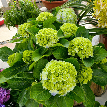 Hydrangea Seed Bonsai Flower Seeds – Green