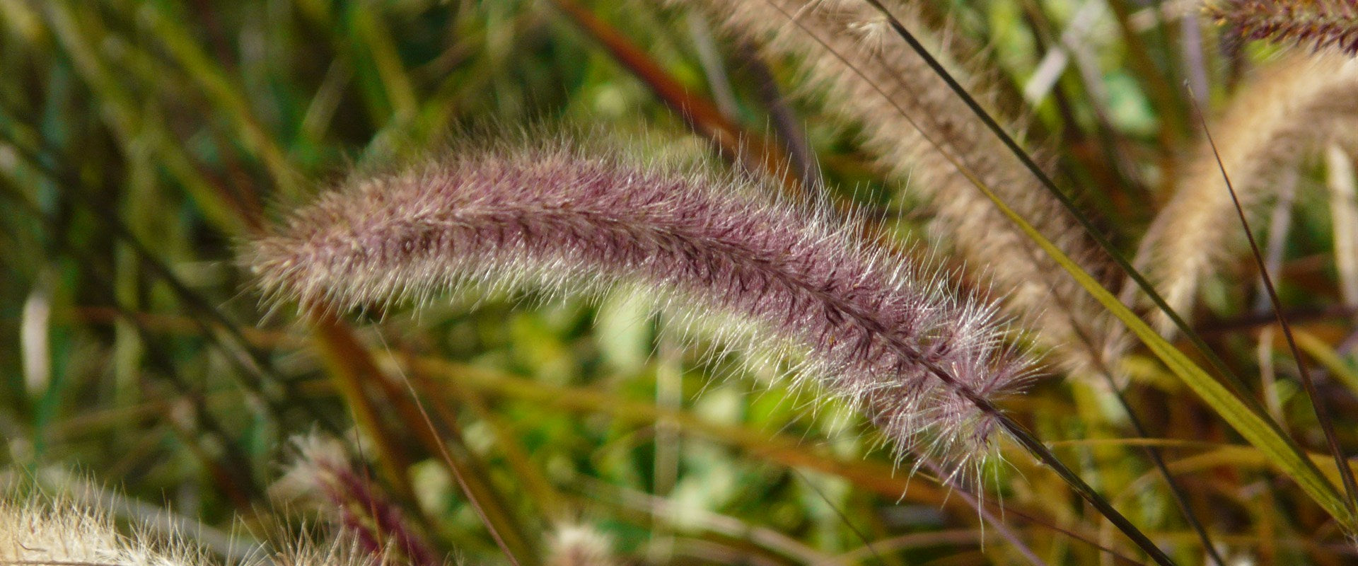Mature ornamental grass growing naturally in a landscaped garden