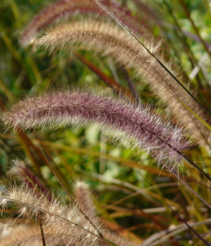 Mature ornamental grass growing naturally in a landscaped garden
