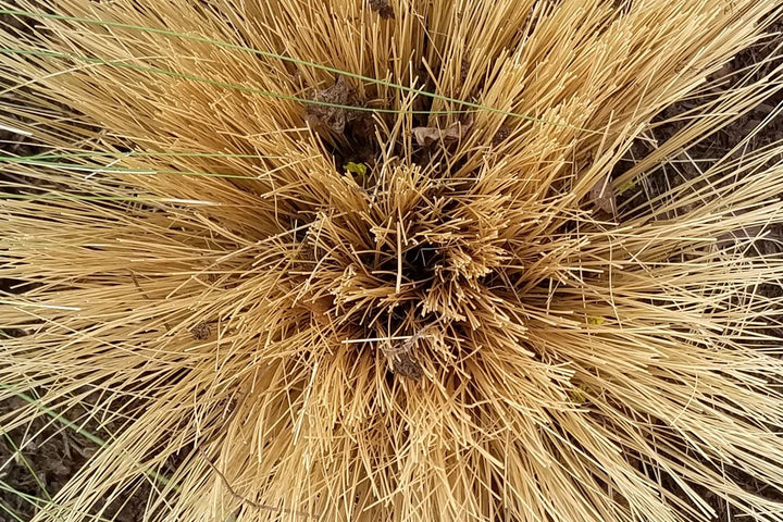Ornamental grass growing naturally in a residential landscape