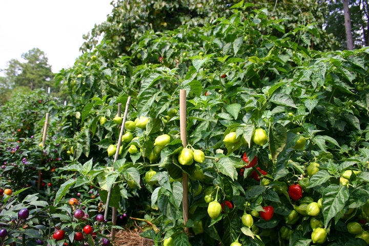 Pepper plants growing naturally in a garden