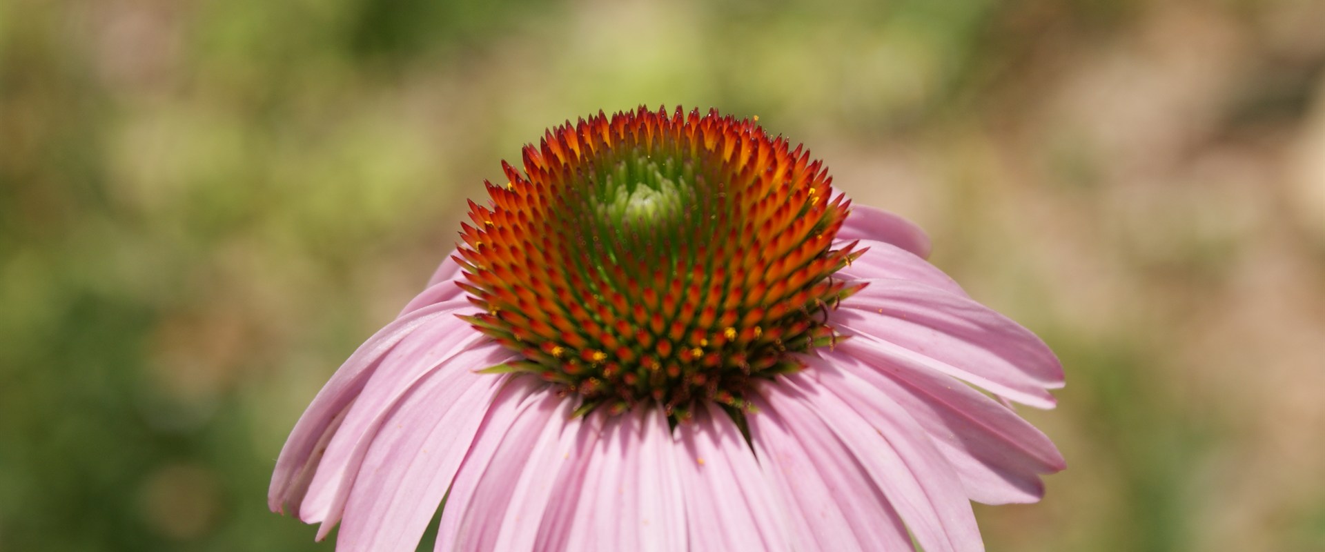 Perennial flowers growing naturally in a sunny garden