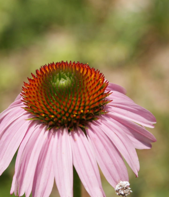 Perennial Flower Seeds