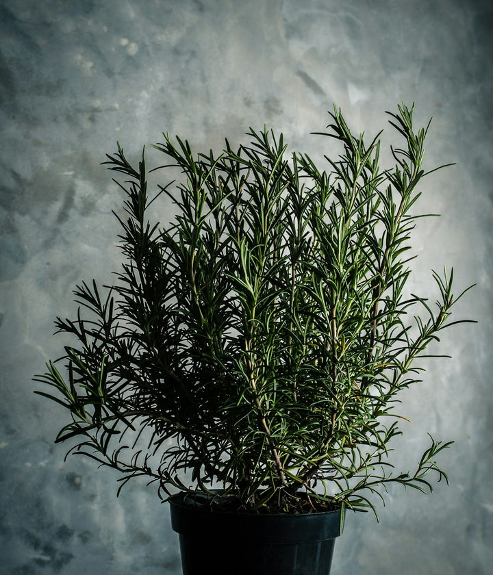 An established perennial herb plant with mature green foliage