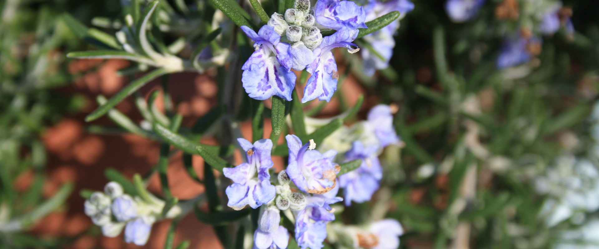 A mature rosemary shrub growing naturally in a garden