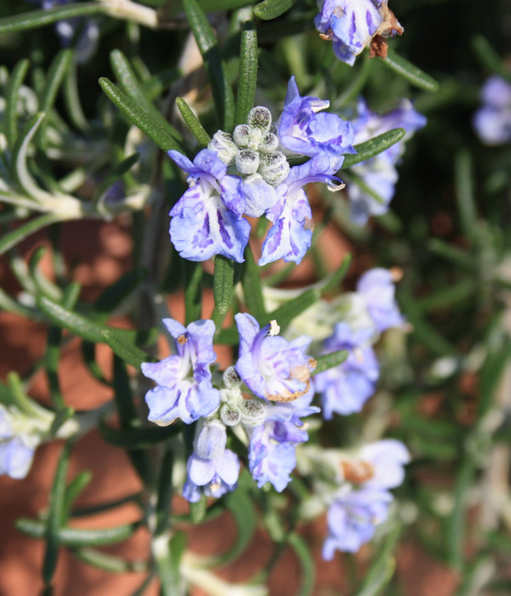 A mature rosemary shrub growing naturally in a garden