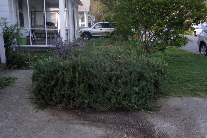 A mature rosemary plant growing in an outdoor garden