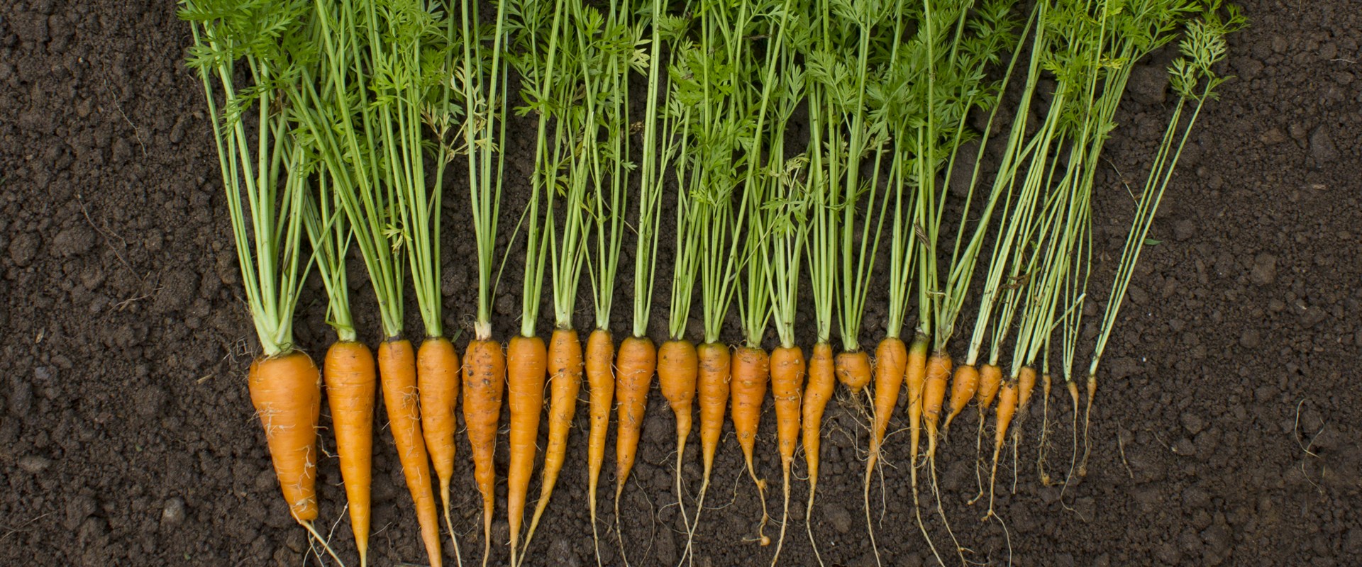 Freshly harvested carrots from a productive garden