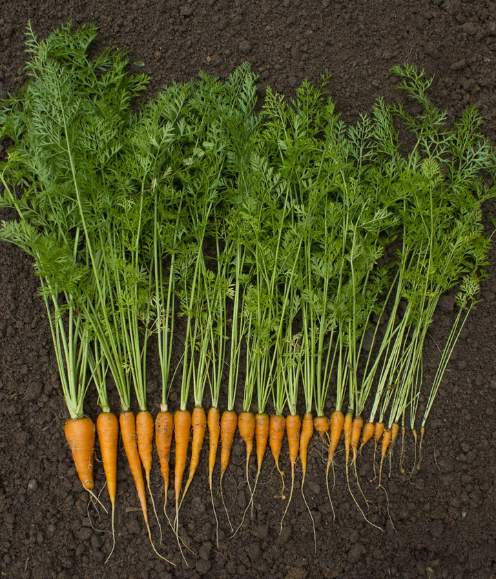 Root Vegetables
