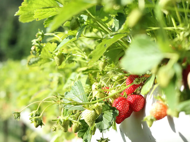 Fruit and tree seeds for edible landscapes
