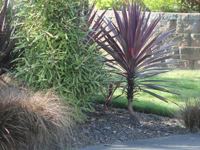Grass seeds for landscape texture and ground cover