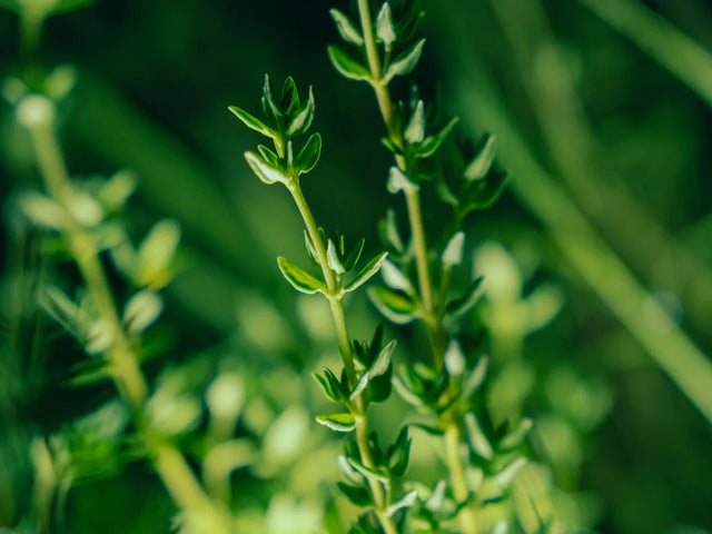 Herb seeds for kitchen and container gardens