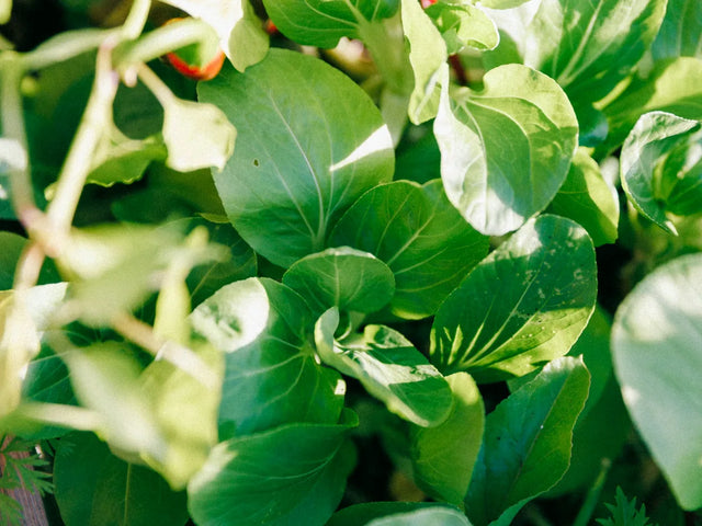 Vegetable seeds for raised beds and kitchen gardens