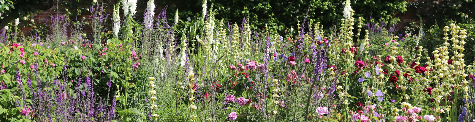 Flower and garden seeds for home gardeners