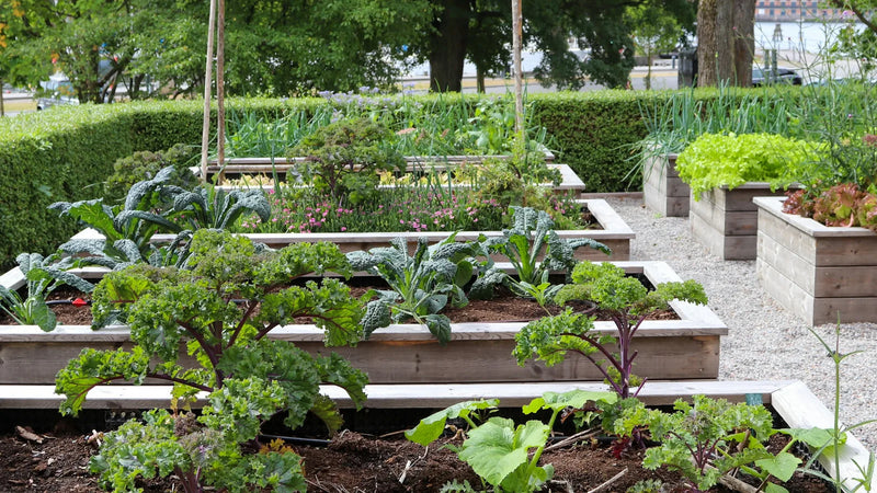 Vegetable seedlings growing in a home garden