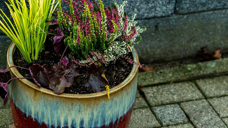 Ground cover plants for landscape texture