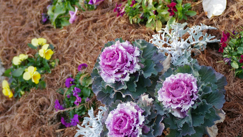 Annual flower seeds for fast seasonal color