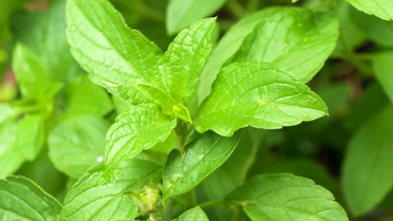 Basil seeds for fresh kitchen herbs