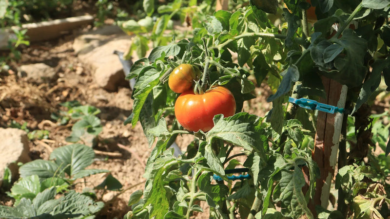 Tomato seeds for warm-season vegetable gardens