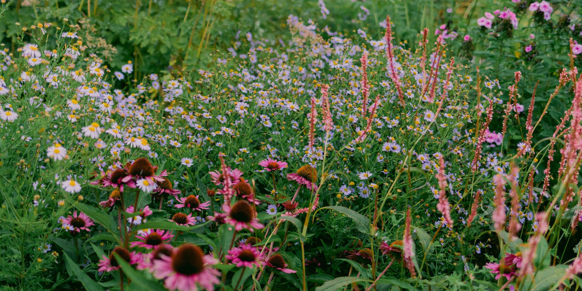 Colorful mixed flower garden for the Flower Seeds collection