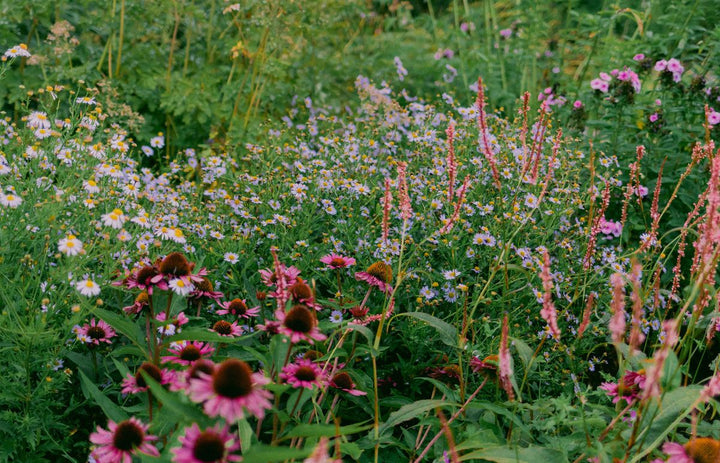 Flower Seeds