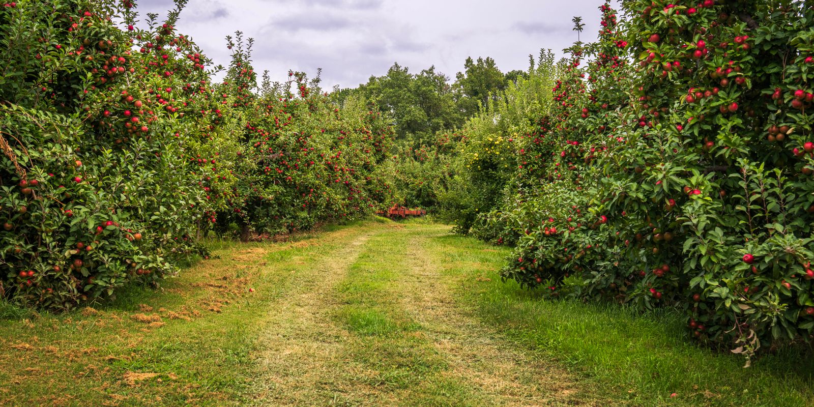 Ripe red apples growing in a productive orchard along a grassy path